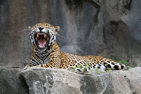 Jaguar Growling By Tim Stanley