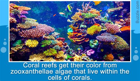 Coral Reefs The Spectacular World Of Coral Plants And Animals