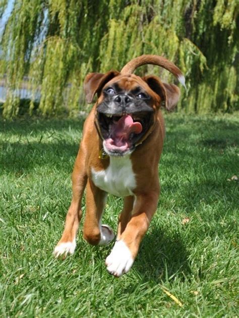 If You Cant Laugh At Yourself Boxer Dogs Cute Animals Funny Animals