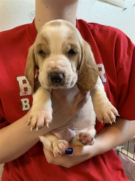 Beautiful golden retriever pups.our puppies are vaccinated and dewormed up to date. Basset Hound Puppies For Sale | Lynnwood, WA #303064