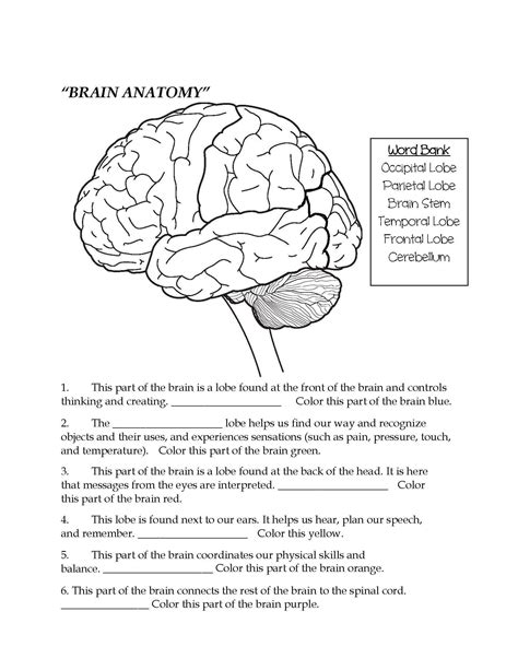 Brain Worksheets For Kids Brain Parts Fill In The Blank And Color