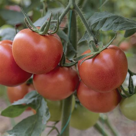 Independence Day Tomato Medium Small Tomato Seeds Totally Tomatoes