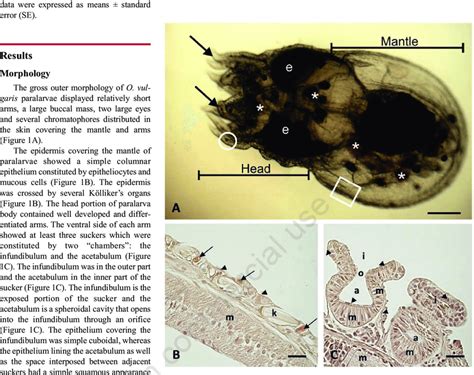 Gross Morphology Of A 2 Days Old Octopus Vulgaris Paralarva A And