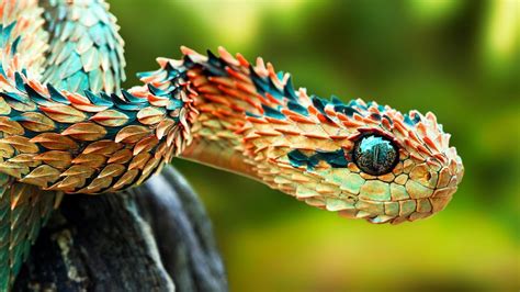 5 Rarest Snakes In The World Newslab Daily News And Updates
