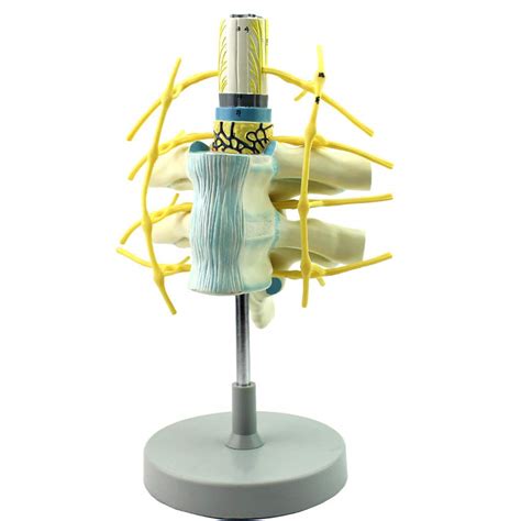 Buy LMEIL Anatomy Model Of Thoracic Vertebrae And D Spinal Cord Human Thoracic Spinal Cord