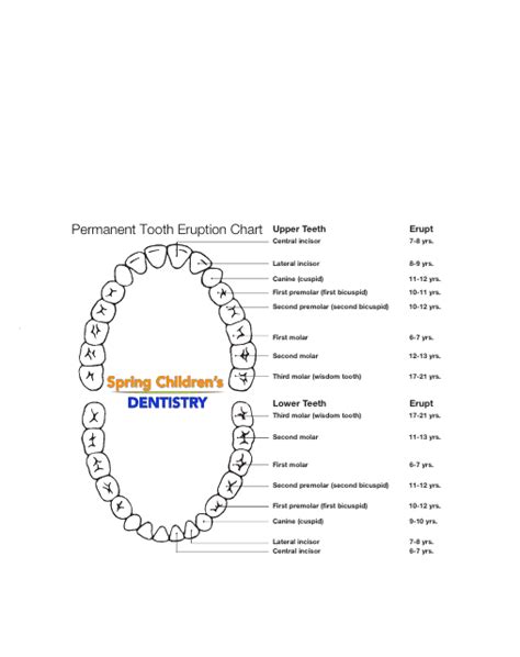 Permanent Tooth Eruption Chart Download Printable Pdf Templateroller