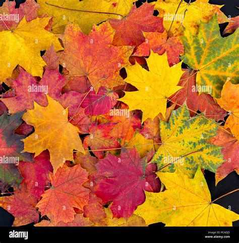 Colorful Autumn Leaves Background Bright Maple Leaves Stock Photo Alamy