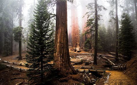 Tall Trees Old Forest Sequoia Redwood Hd Wallpaper Peakpx