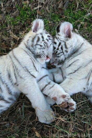 Sleeping White Tiger Cubs White Tiger Cubs Cute Baby
