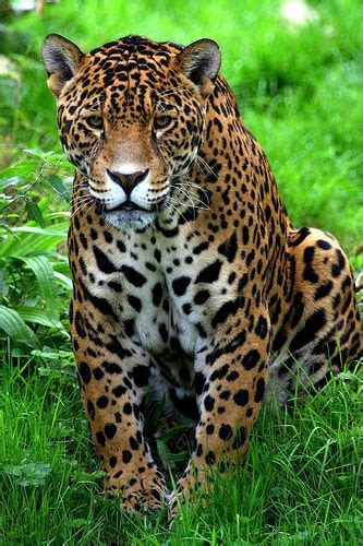 The King Of The Rainforest Photos Of Belize Pinterest