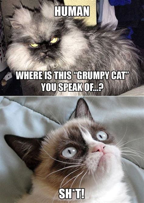 Grumpy Cat Vs Colonal Meow I Think They Both Would Appreciate Being On