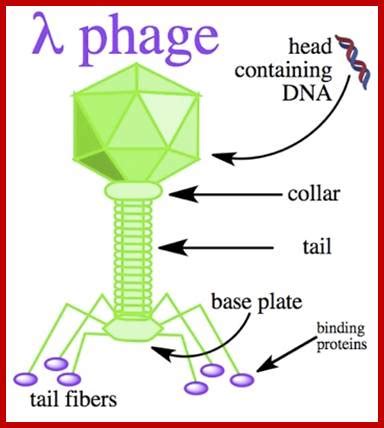 Bacteriophage lambda is a nasty little virus that preys upon these unfortunate bacteria. Prokaryotic_DNA_Replication14-Lambda_DNA_Replication