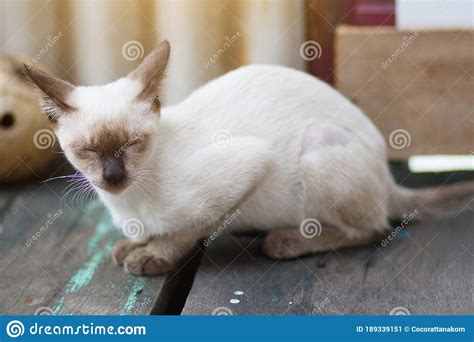 Kitten Siamesecat Sitting And Enjoy On Wood Terrace With Sunlight Stock Image Image Of