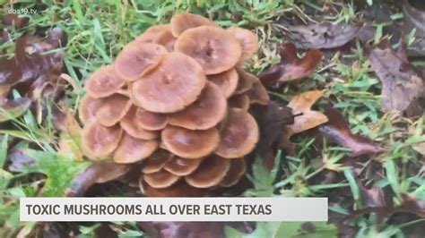 Toxic Mushrooms Could Make Pets Sick Cbs19tv