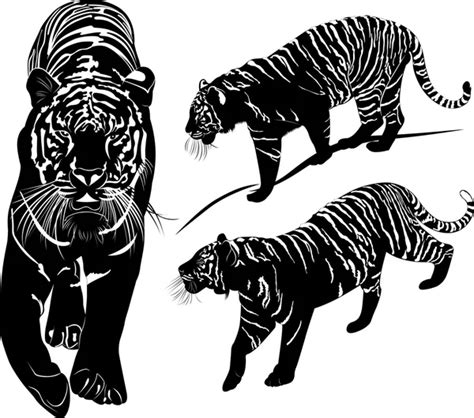 Tiger Black And White Vector — Stock Vector © Tratatushki 3601355