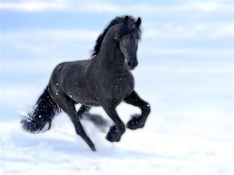 Friesian Horse Wallpaper 76240 Baltana