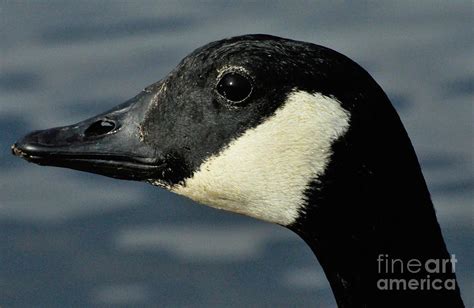 Close Up Of Canada Goose Head Photograph By Merrimon Crawford