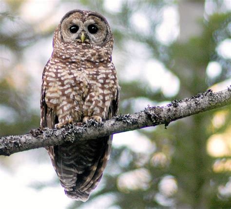 USFWS: Northern spotted owls should be listed as endangered - Times ...