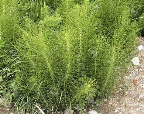 Horsetail Shave Grass Benefits And Uses Ital Is Vital