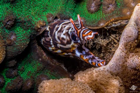 Dragon Moray Eel Facts And Photographs Seaunseen