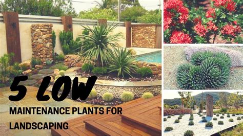 5 Low Maintenance Plants For Landscaping Youtube