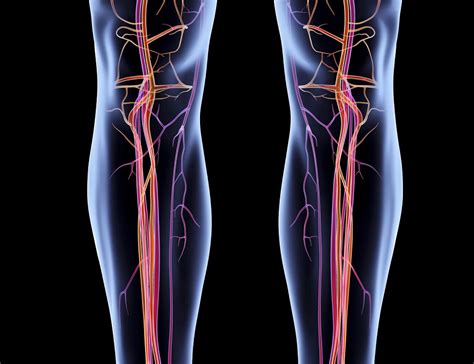 Peripheral Artery Disease Related Leg Ischemia And Antihypertensive Use