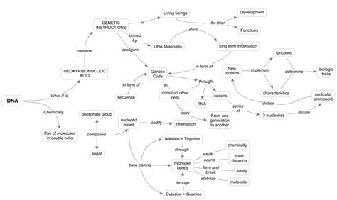 Figura 1 Mapa Conceptual Funciones Del Adn Download Scientific Diagram