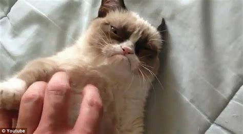 What A Sourpuss Tardar Sauce The Grumpy Cat Becomes Latest Internet