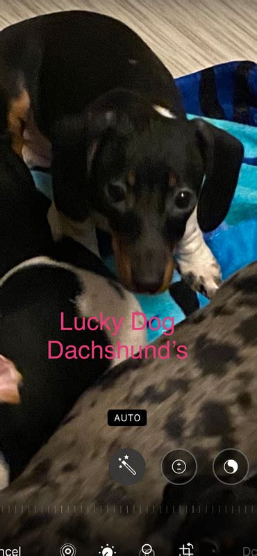 Lucky Dog Dachshunds Puppies Available Now