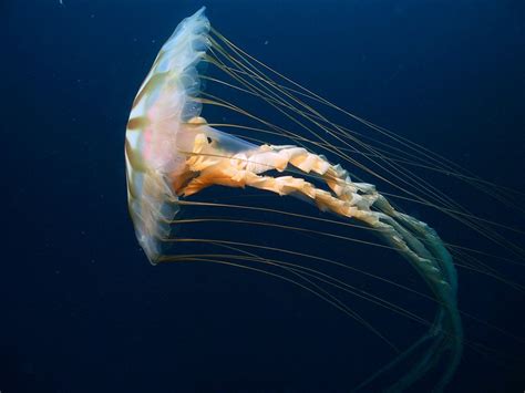 The Jellyfish Chrysaora From The Arctic Ocean Etsy Lumas
