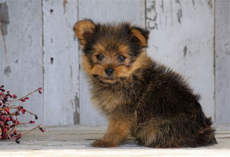Yorkshire Terrierpomeranian Mix Puppy For Sale Millersburg Oh Male