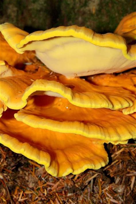 92 Best Oregon Edible Wild Mushrooms Images On Pinterest