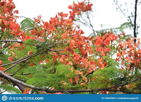 Phoenix Flower Or Delonix Regia Is A Species Of Flowering Plant Stock