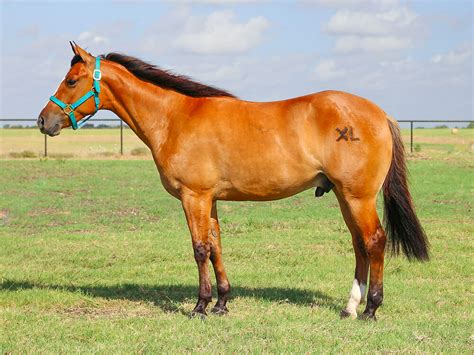 American Quarter Horse Breed Information Appearance Care Ukpets