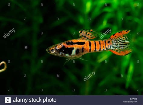 Yellow tiger, k class (spear tail) yellow. Endler's guppy (Poecilia wingei) male 'Tiger Red' Stock ...