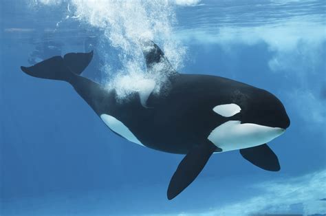 Poll Is Seaworld Defending Shamu Shows To Protect Orcas — Or Revenues