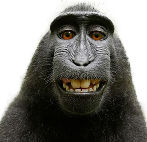 Monkey Png Pic Png Mart