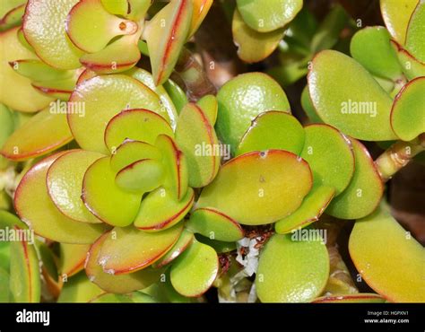 Closeup Of A Jade Succulent Plant With Fleshy And Waxy Oval Green Stock