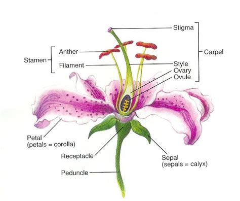 Parts Of A Lily Flower And Explain The Functions Of These Floral