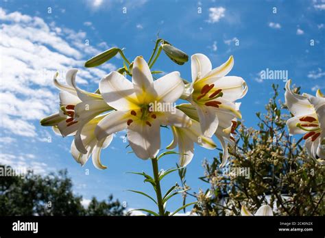 Heavily Scented White Lilium Regale Album Stock Photo Alamy