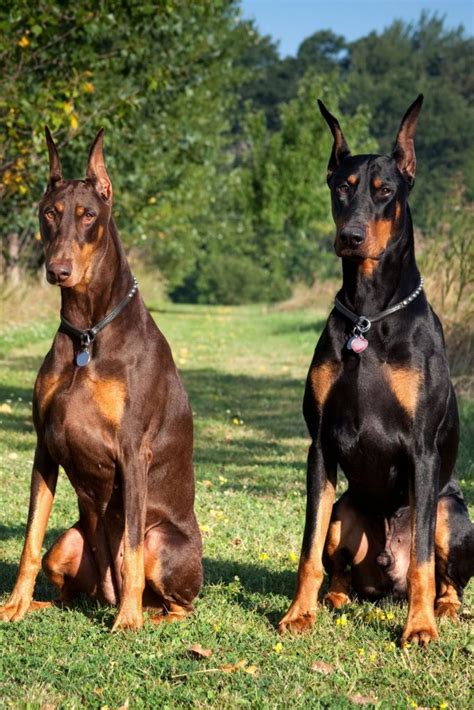 Are Dobermans Good Guard Dogs A Complete Guide Dogs Hub