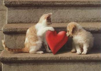 Cute little kitten and puppy. Kitten Puppy Loves | Kitten And Puppy