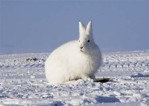 The Arctic Hare Is Also Called As Polar Rabbit It Has Splendid