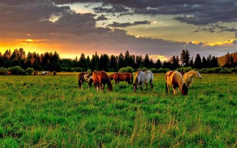 Horse Ranch Wallpapers Top Free Horse Ranch Backgrounds Wallpaperaccess