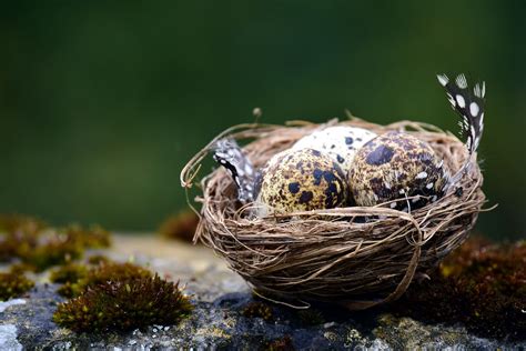 Two Eggs In A Nest With Moss Growing On The Rocks