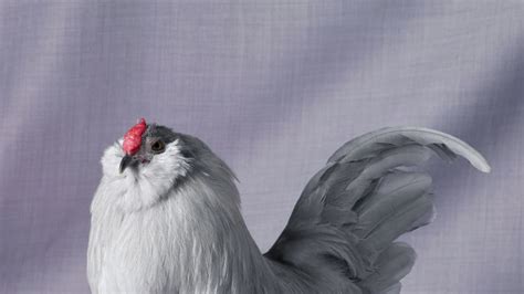 ‘magnificent Chicken The Weirdest Birds From Tamara Staples Photos