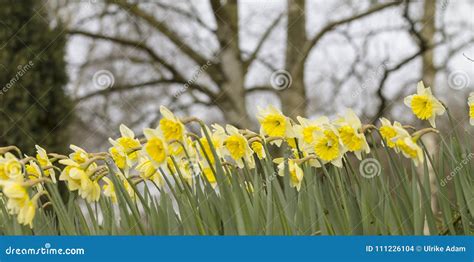Beautiful Yellow Daffodils In The Field Stock Photo Image Of Bulbous