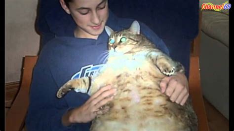 Fat Cat Worlds Fattest Cats Top 10 Hot Video Youtube