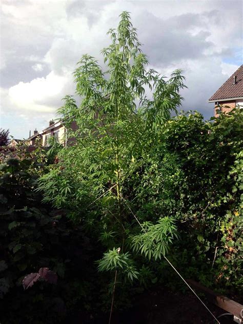 That's because hydroponically grown weed focuses all its attention and effort to growing truly gigantic buds and leaves. What is the Optimal Height for Cannabis Plants? | Grow ...