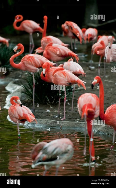 Flamingos Standing Water Pond Hi Res Stock Photography And Images Alamy